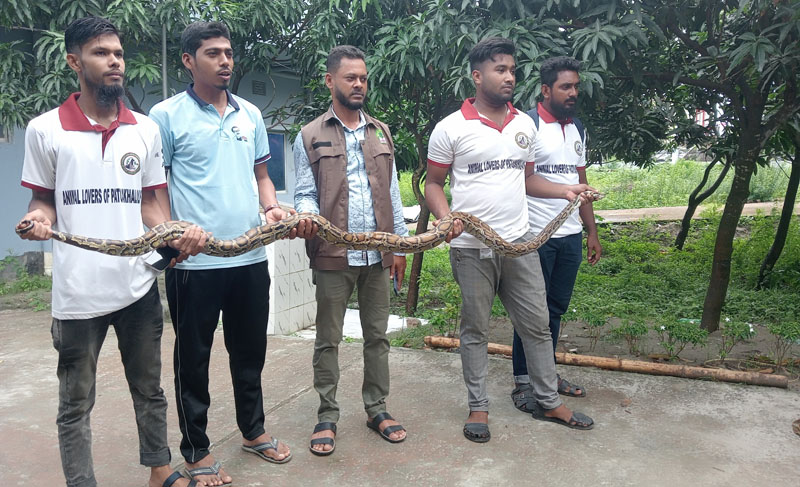 কলাপাড়ায় ১২ ফুট দৈর্ঘ্যের একটি বার্মিজ অজগর সাপ উদ্ধার