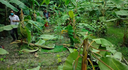 কলাগাছের সাথে এ কেমন শত্রুতা