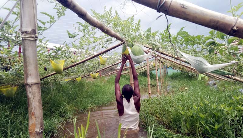 কলাপাড়ায় আধুনিক পদ্ধতিতে বারোমাসি তরমুজ চাষে সফলতা