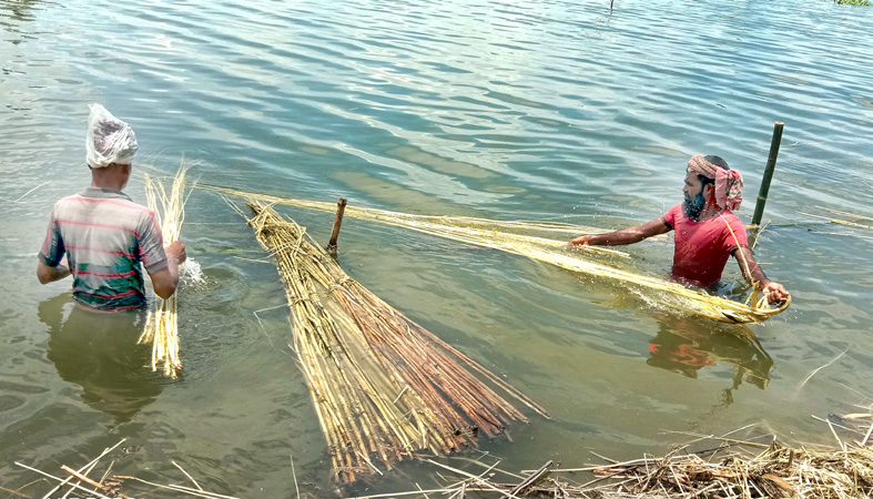 সোনালী আঁশ সংগ্রহে ব্যস্ত আত্রাইয়ের চাষিরা