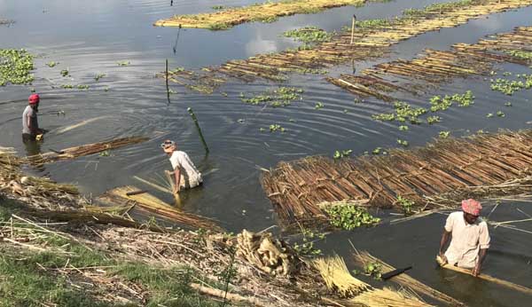 পাটের আঁশ ছাড়াতে ব্যস্ত আত্রাইয়ের কৃষকরা