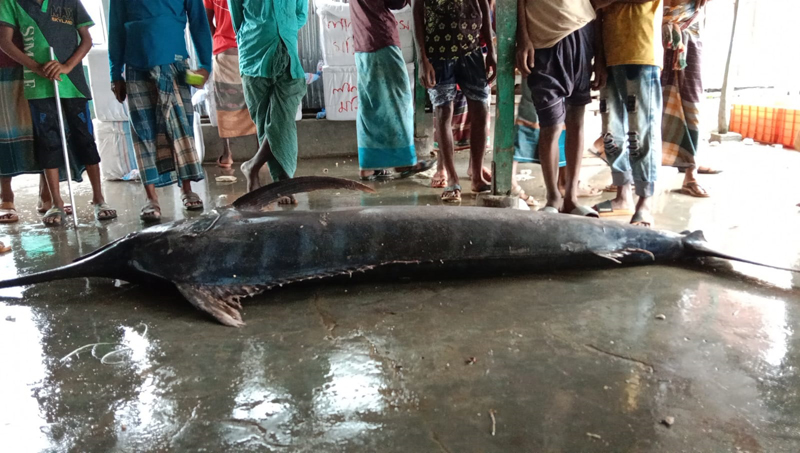 জেলের জালে ধরা পড়লো বিরল প্রজাতির ব্লু-মার্লিন ফিস