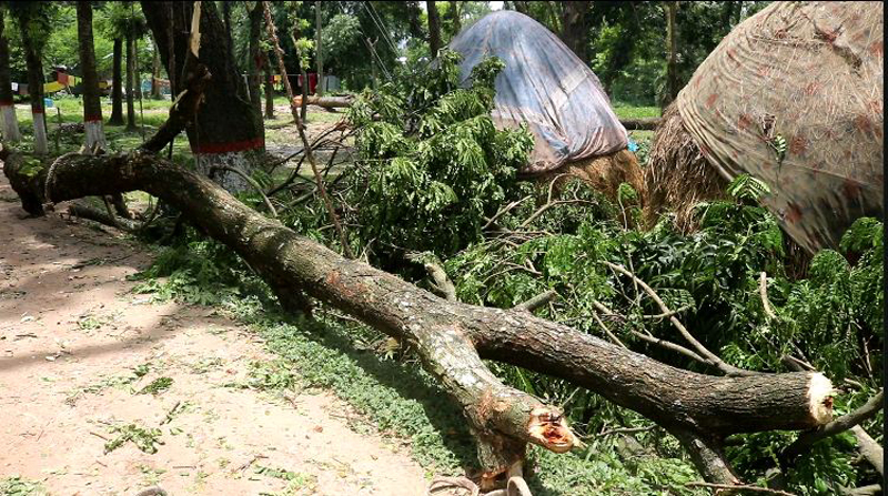 নওগাঁয় ব্যক্তি মালিকানা জমির গাছ কাটার অভিযোগ