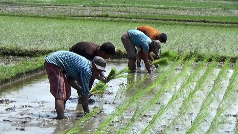 সার ডিজেলের মূল্যবৃদ্ধি ও প্রচন্ড খরায় আমন আবাদ ব্যাহত নেত্রকোনায়