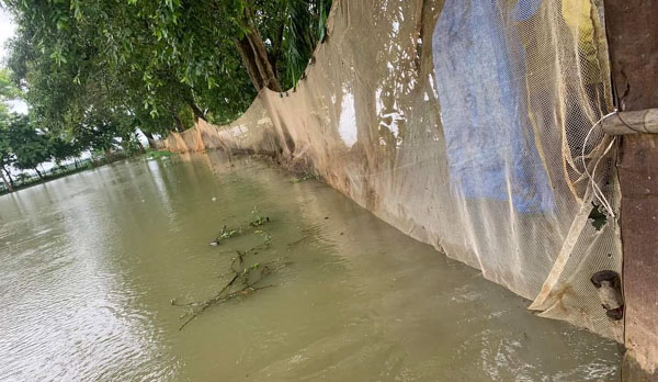 শ্রীমঙ্গলের হাওরে বানের পানিতে কৃষক ও খামারির ব্যাপক ক্ষতি