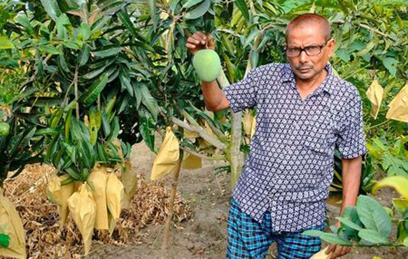 অসময়ের আম গৌরমতি চাষে সফল লালপুরের কামরুজ্জামান