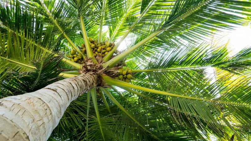 স্ত্রীতে বিরক্ত স্বামী ঘর বাঁধলেন ৮০ ফুট উঁচু তালগাছে!