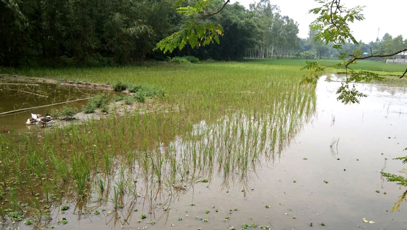 আদালতের নির্দেশ অমান্য করে জমি দখলের অভিযোগ