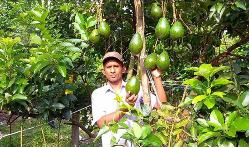 ঝিনাইদহে বিদেশী ফল অ্যাভোকাডোর বানিজ্যিক চাষ