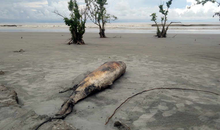 আবারো কুয়াকাটা সৈকতে ভেসে এলো মৃত ডলফিন