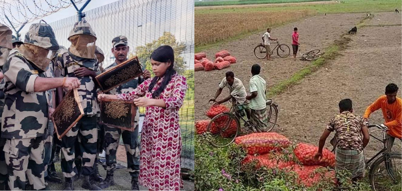 সীমান্তে বাংলাদেশিদের প্রবেশ ঠেকাতে মৌমাছির বাহিনী মোতায়েন বিএসএফের