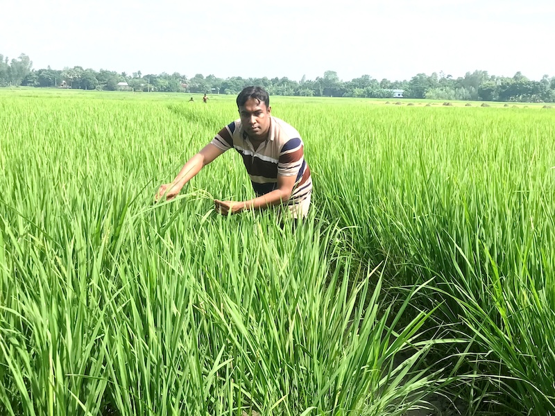 আত্রাইয়ে আমন ধানের সবুজ পাতায় দুলছে কৃষকের স্বপ্ন