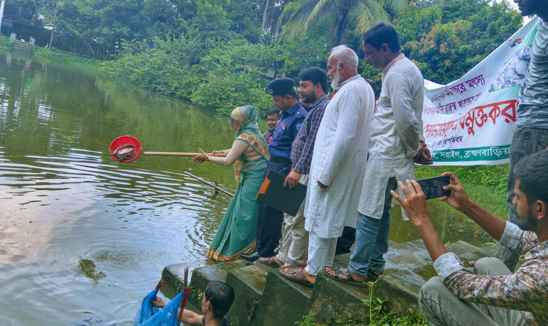 সরাইলে রুই মাছের পোনা অবমুক্তকরণ
