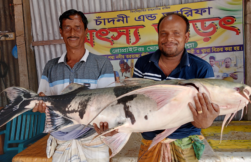 জালে উঠল ২৫ কেজির বাগাড়, বিক্রি ৩২ হাজারে