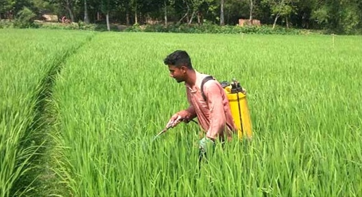 দিগন্ত জোড়া সবুজে ঘেরা হাকিমপুরের বিস্তীর্ণ ফসলের মাঠ