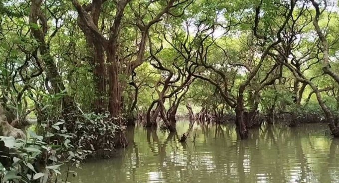 সিলেটের গোয়াইনঘাট রাতারগুল হারাচ্ছে পর্যটন আকর্ষণ, কমছে পর্যটক