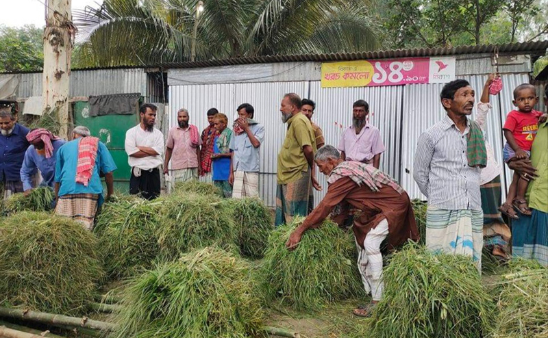 ঘাসেই ওঁদের জীবন-জীবিকা