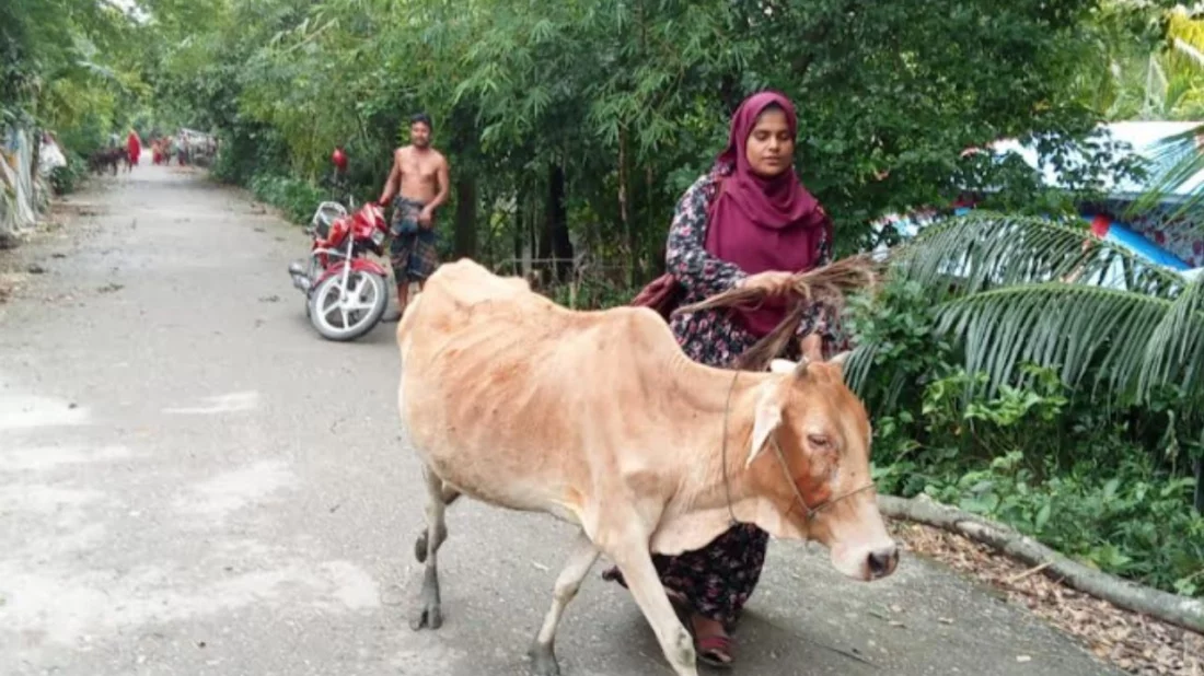 চরফ্যাশনে এনজিওর মাঠকর্মীদের বিরুদ্ধে অসহায় পরিবারের গরু নিয়ে যাওয়ার অভিযোগ