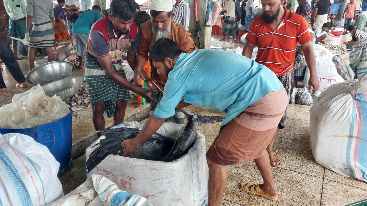 কুয়াকাটায় জেলের জালে ধরা পড়লো ৩০ কেজি ওজনের পাখি মাছ