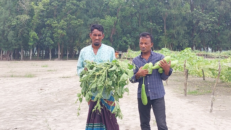 কলাপাড়ায় কৃষকের সবজি ক্ষেতের সাথে শত্রুতা