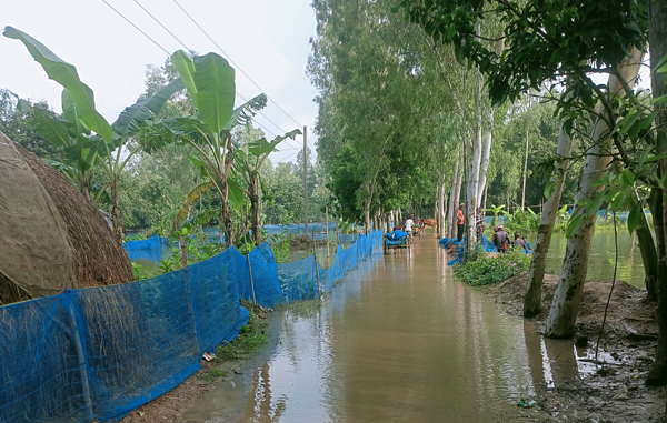 তাড়াশে প্রবল বর্ষণে ফসলের ব্যাপক ক্ষয়ক্ষতি