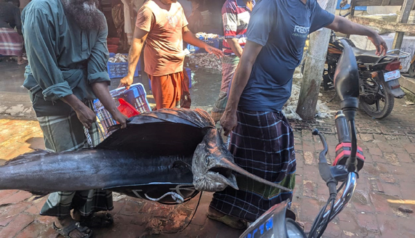 কুয়াকাটায় জেলের জালে ধরা পড়লো  ৪৬ কেজি ওজনের পাখি মাছ !