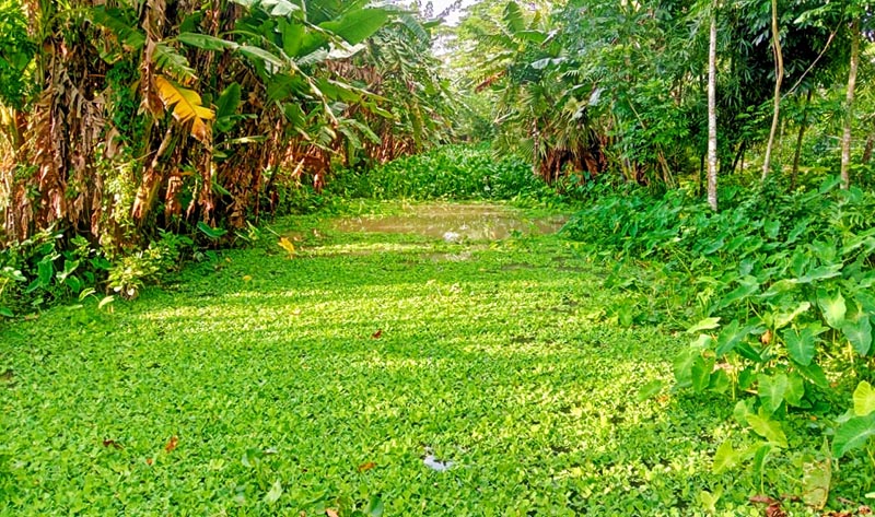 পানি প্রবাহ বন্ধে নদীতে কচুরিপানা জন্ম, ব্যাহত ফসল উৎপাদন