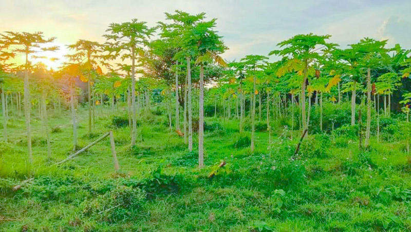 জমি জটিলতায় মুজিবনগর মডেল মসজিদ