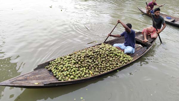 দেশের চাহিদা মিটিয়ে নৌপথে বিদেশে যাচ্ছে ঝালকাঠির আমড়া