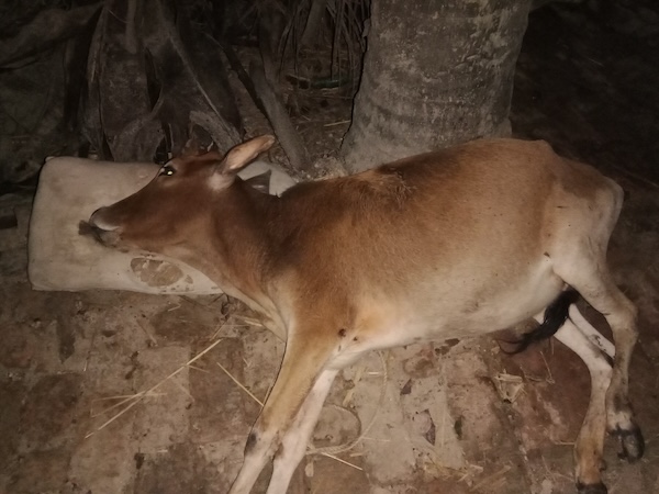 পুকুর পাড়ের কাঁচা ঘাস খেয়ে খামারির ৬টি গরুর মৃত্যু