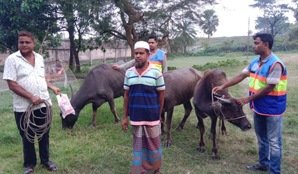 সমুদ্রের স্রোতে ভেসে আসা মহিষ, চিকিৎসার পর মালিকের হাতে হস্তান্তর