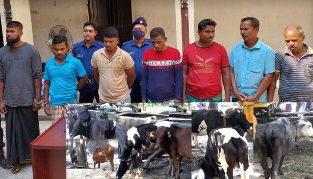 তথ্য প্রযুক্তি ব্যবহার করে ৭ গরুচোর গ্রেফতার ১৫টি গরু উদ্ধার