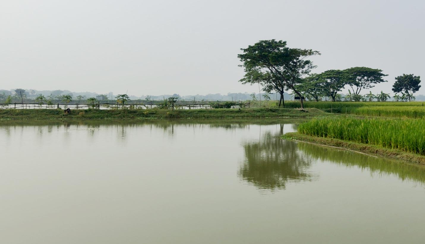 ত্রিশালে যৌথ মালিকানাধীন ফিসারির মাছ বিক্রির অভিযোগ