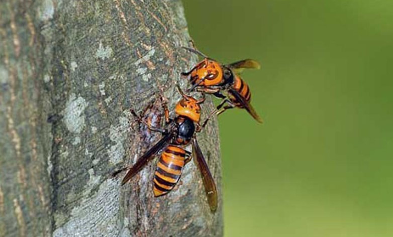 নৌকার গণমিছিলে ভিমরুলের আক্রমণ, আহত অর্ধশত