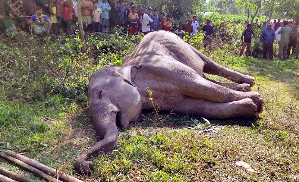 শেরপুর সীমান্তে বন্য হাতির মৃত্যু