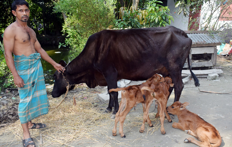 বরিশালে এক গাভীর তিন বাচ্চা প্রসব