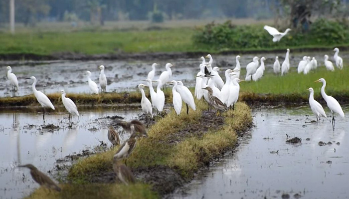 চলনবিলে অবাধে অতিথি পাখি শিকার, নষ্ট হচ্ছে জীববৈচিত্র্য