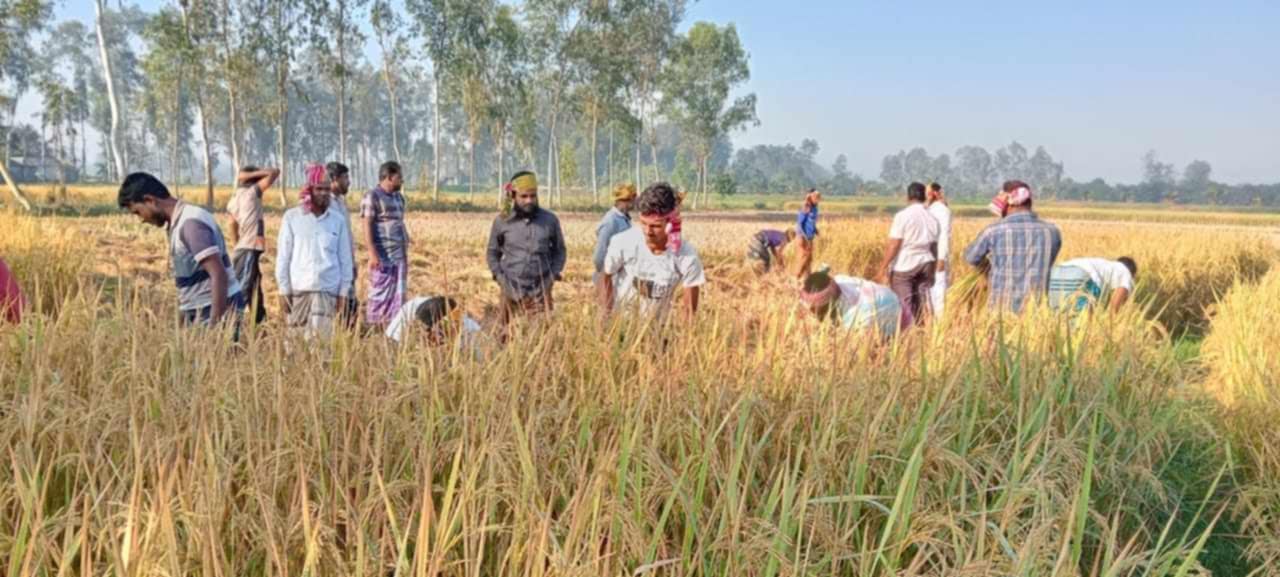 রায়গঞ্জে কৃষকের ধান কেটে দিলেন কৃষক দলের নেতা-কর্মীরা