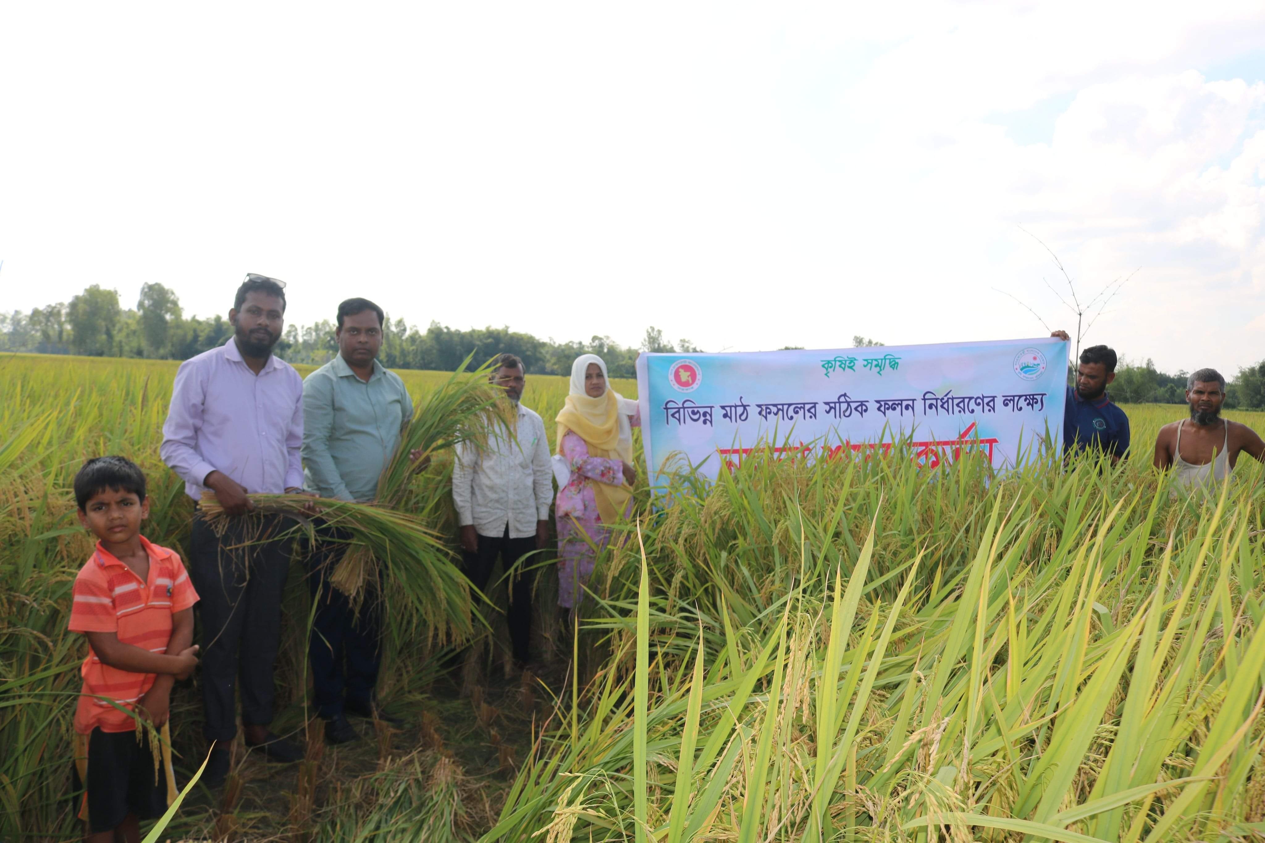 বালিয়াডাঙ্গীতে ব্রি ধান-১০৩ এর শস্য কর্তন, কৃষকদের মাঝে সাড়া