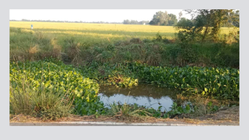 আত্রাইয়ে ব্রিজের অভাবে কৃষকদের ধান সংগ্রহে দুর্দশা