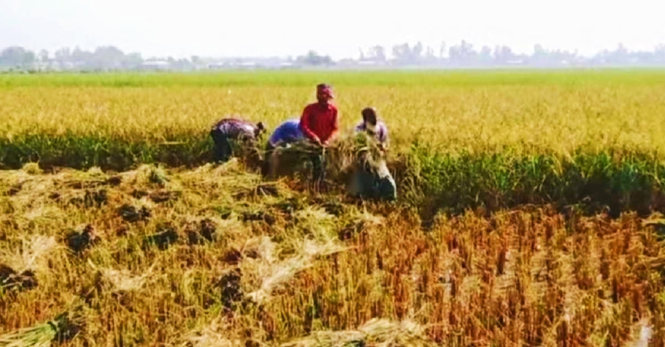 শ্রীমঙ্গলে আগাম জাতের ধান কাটা ও মাড়াই শুরু, কৃষকদের মুখে হাসি