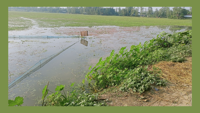 সিরাজগঞ্জের সলংগা ও তাড়াশে জলাবদ্ধতায় কৃষকের বিপদ, হাজার হাজার বিঘা জমি অনাবাদি