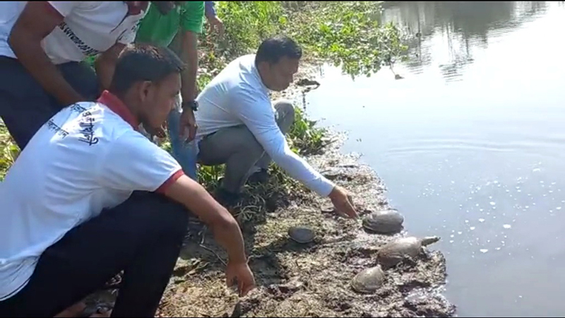 কলাপাড়ায় ৫০ টি সুন্ধি কচ্ছপ উদ্ধার, খালে অবমুক্ত