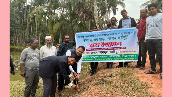 মঠবাড়িয়ায় ৬ কিলোমিটার সড়কে তাল বীজ রোপন