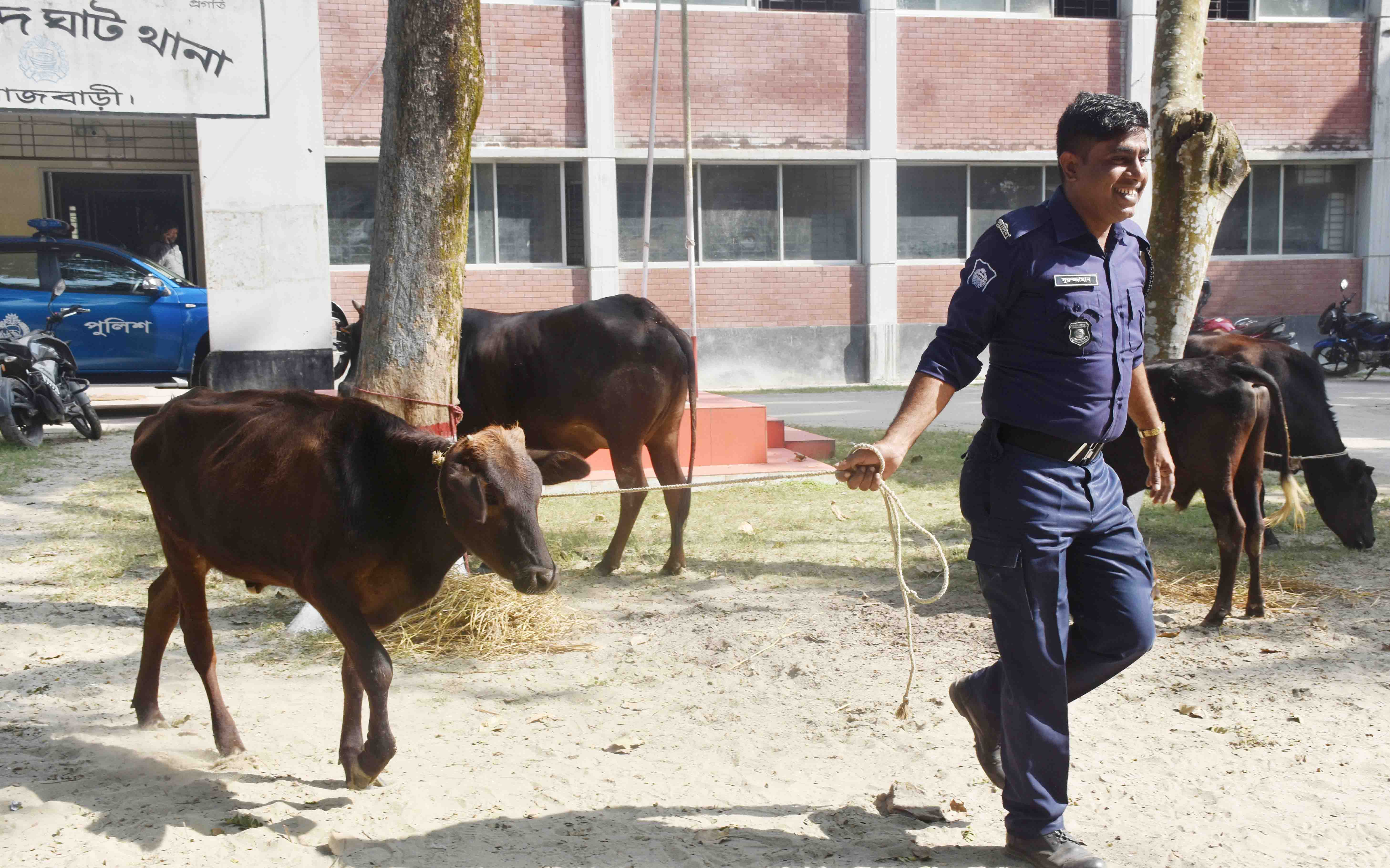 গোয়ালন্দ ঘাট থানায় উদ্ধার হওয়া ৪টি গরু লালন-পালন করছে পুলিশ