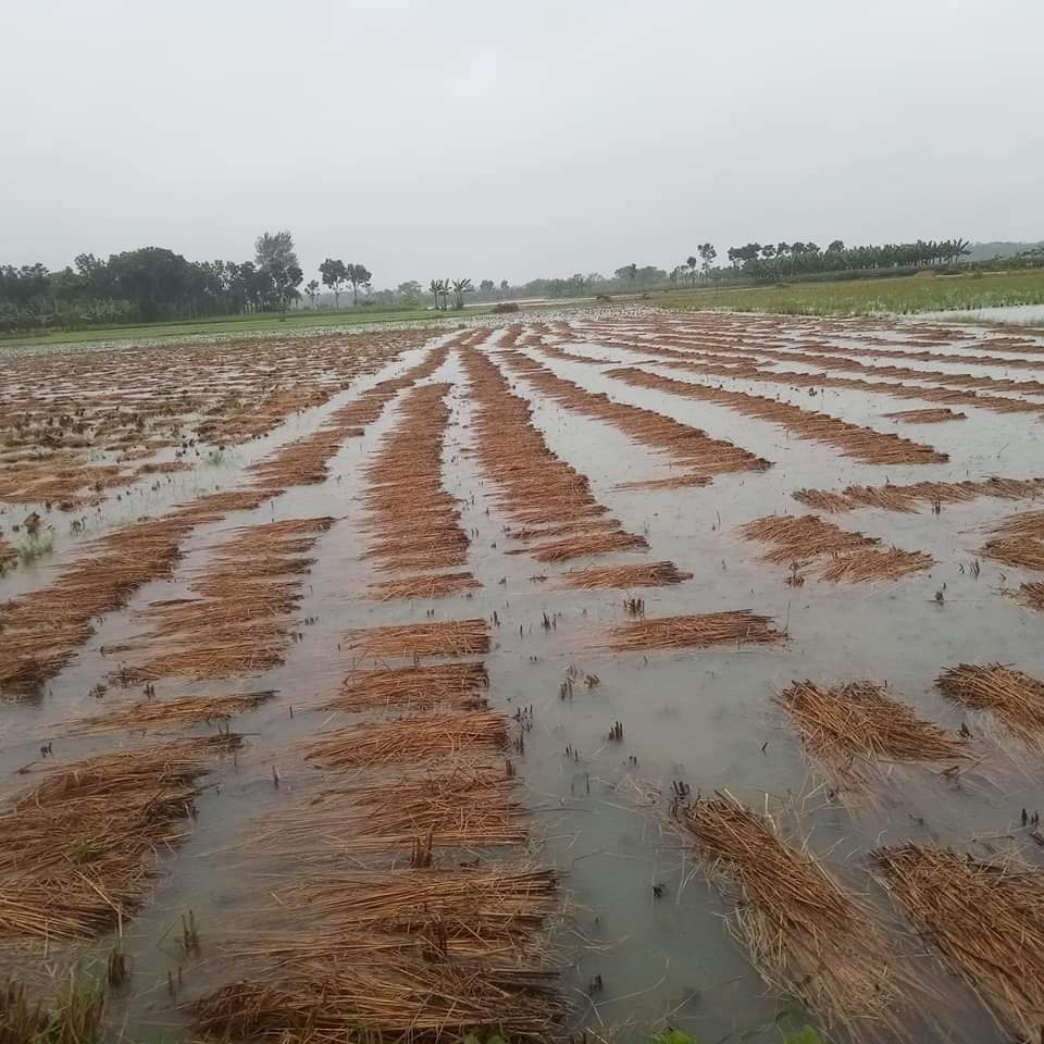 ঝিনাইদহে জওয়াদের কারণে ফসলের ব্যাপক ক্ষতি