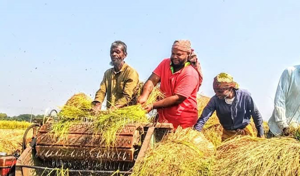 সোনালী ধানের উৎসবে সরাইলে মাঠে ব্যস্ততা বেড়েছে কৃষকের