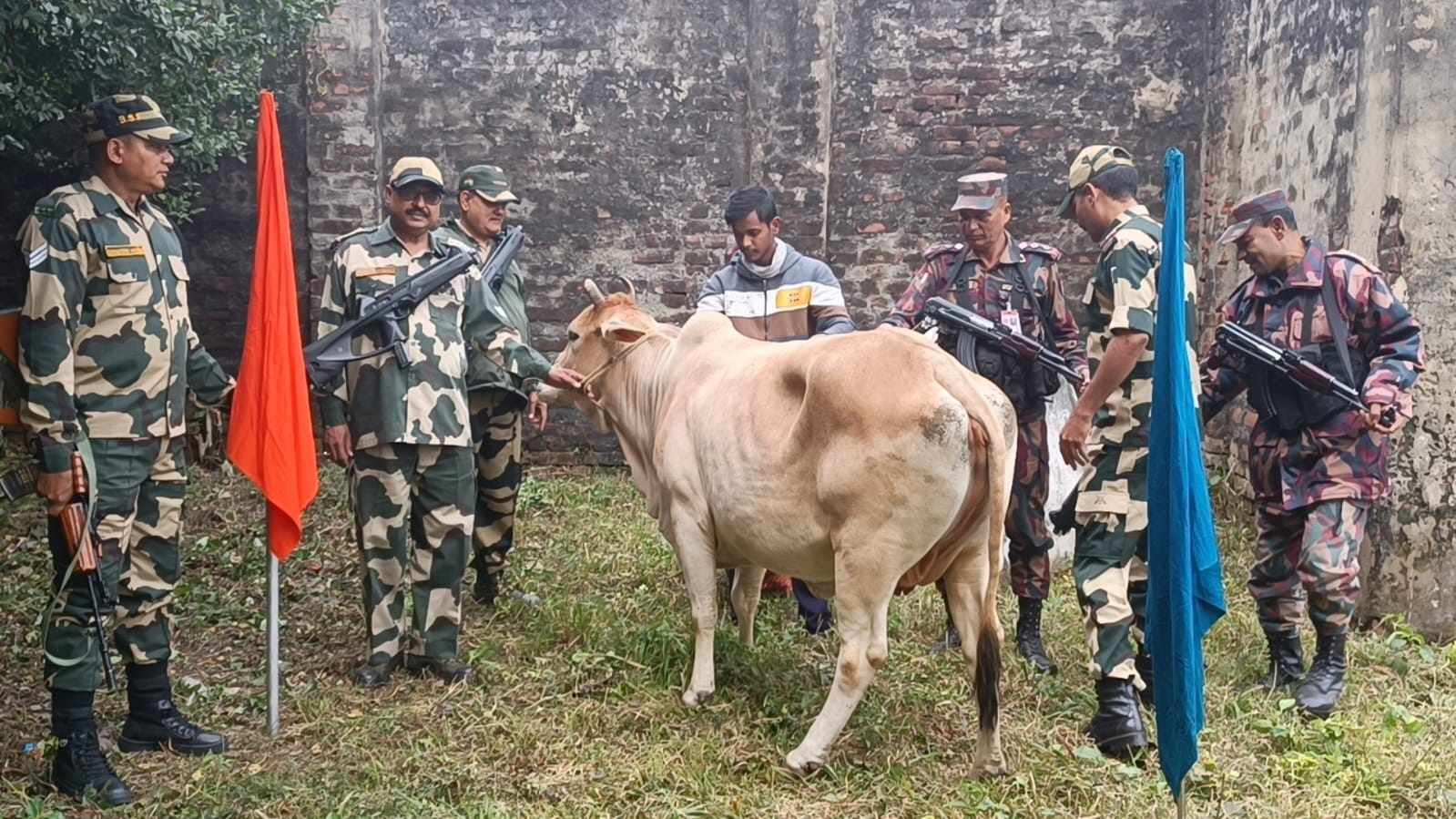 হিলি সীমান্তে পতাকা বৈঠকের মাধ্যমে ভারতীয় গরু হস্তান্তর