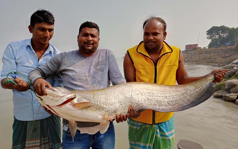 পদ্মার দুই কাতল ও এক বোয়াল ৬৮ হাজারে বিক্রি