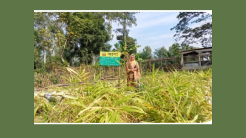 বস্তায় আদা চাষে সফল রত্না, এবার ঝুঁকেছেন আলু ও পেঁয়াজে